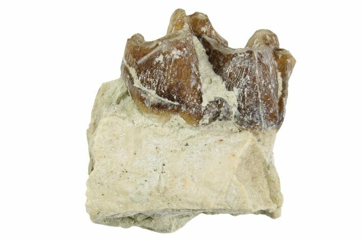 Fossil Horse (Mesohippus) Jaw Section - South Dakota #365238